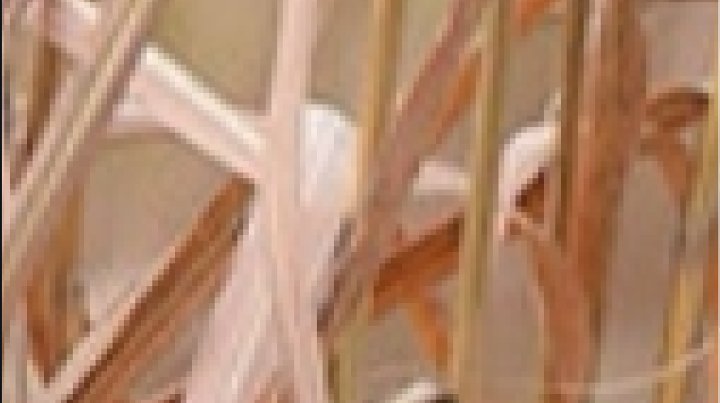 ed38d5d8428c7efeb4f303a44158187d280a41f8