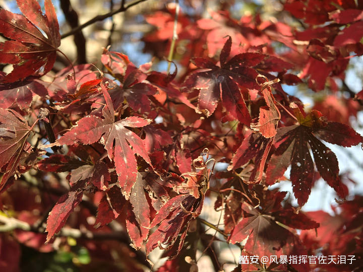 804b5f066a29bc4bf9feb98c4b936320d20af5ca